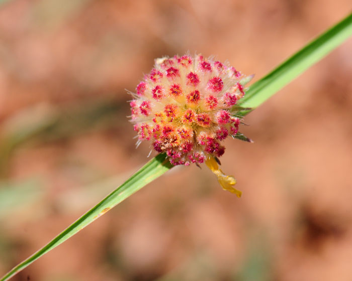 Red Dome Blanketflower in the photo has lost the outer ray flowers and the disk flowers have become seed heads. Gaillardia pinnatifida